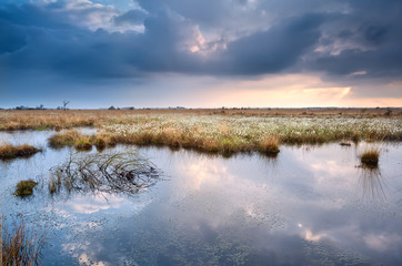 swamp with cottograss before sunset