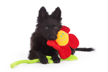 jeune chien mudi noir de 3 mois jouant avec fleur