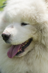 Samoyed dog closeup