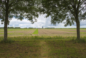 Highrise and corn in the countryside