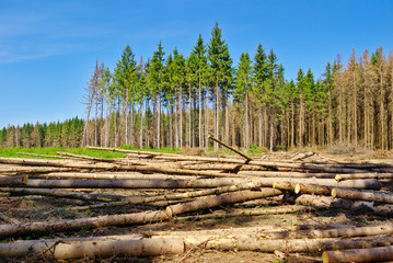 Harvesting timber in the young coniferous forest. © Oleksandrum