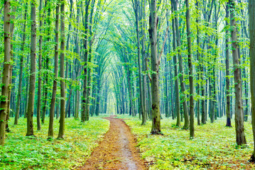 A summer morning on a footpath in the forest.