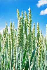 Green ears of wheat on the blue sky background.