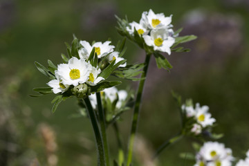 Narzissen-Windröschen (Anemone narcissiflora)