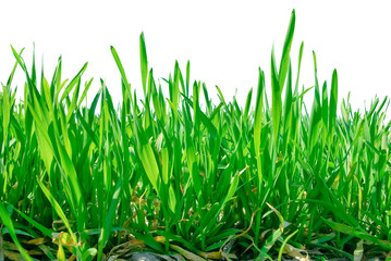 Stalks of grass isolated on white background.