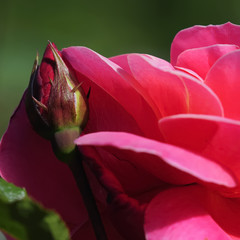 Fototapeta premium rose 92
