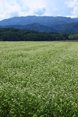 蕎麦畑
