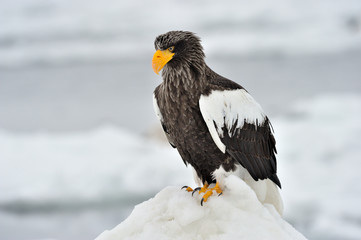 Steller's Sea Eagle standing on pack ice.