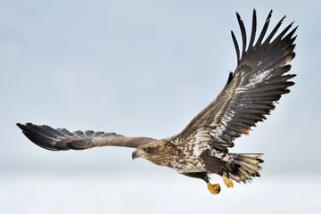 Abwaschbare Fototapete Adler Seeadler, der über dem Packeis fliegt.