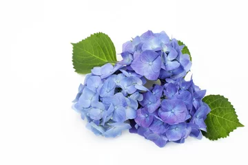 Fotobehang Blauwe hortensia © naomer