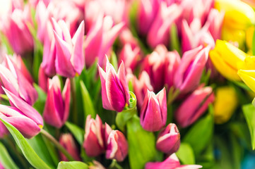 Purple flowers tulips