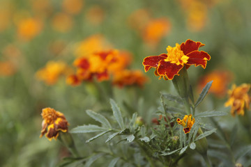 Marigold flowers