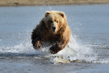 Grizzly Bear jumping at fish - obrazy, fototapety, plakaty
