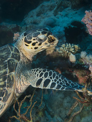 Hawksbill turtle (Eretmochelys imbricata)