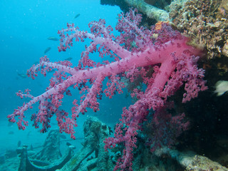 Soft Coral