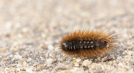 Little orange larva on the ground