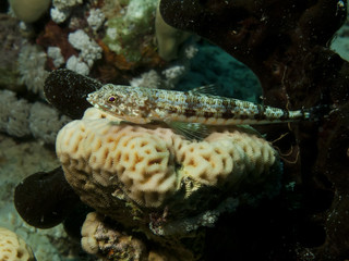 Lizardfish