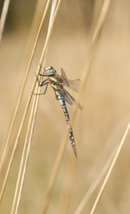 Dragonfly on plant straw