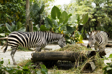 Two striped zebra
