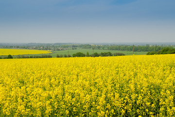 Obraz premium rape field in full bloom in spring