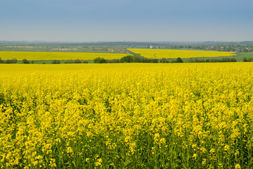 Obraz premium rape field in spring