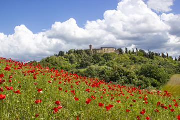 spring in Tuscany, landscape with poppies