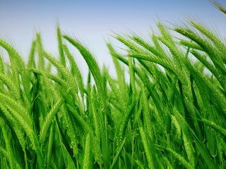 Organic green wheat close up