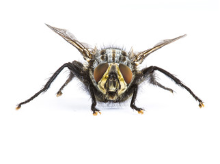 Fly  facing camera