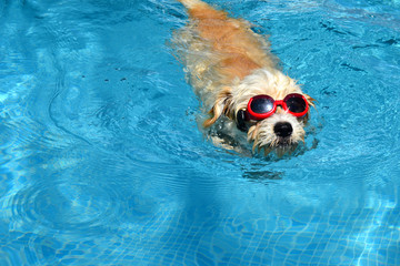 Hund