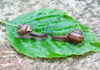 Two garden snails