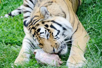 Tiger feeding