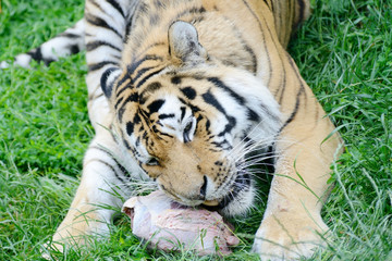 Tiger eating