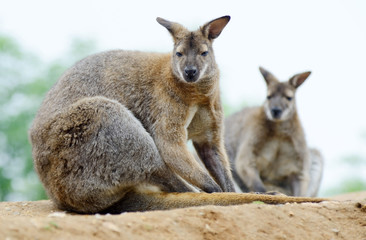 Wallabies