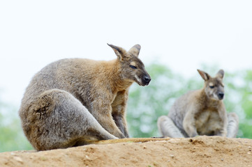 Naklejka premium Two wallabies
