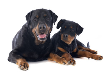 rottweiler, puppy and adult