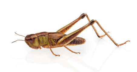 Grasshopper