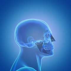 Profile of a male human head & skull
