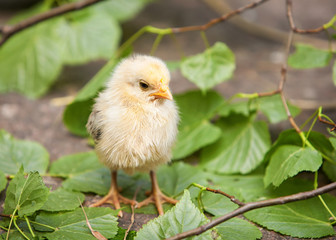 Chicken in the trees
