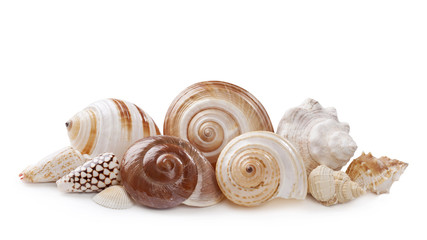 Seashells © Elena Schweitzer