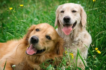 Portrait de deux jeunes chiens de beauté
