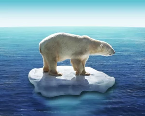 Crédence de cuisine en verre imprimé Ours polaire Ours Polaire / Fonte des glaces