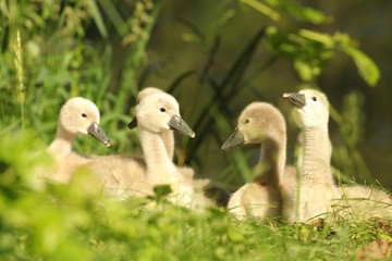 Cygnet resting on the grass in the morning