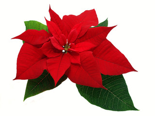 Red poinsettia isolated