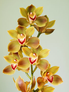 Fototapeta Beautiful Cymbidium Orchid 