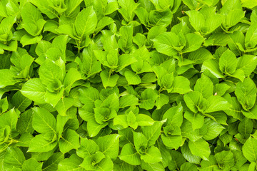 Green fresh leaves