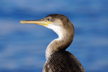 close up of Cormorant (Phalacrocorax carbo)