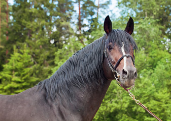 Portrait of beautiful breed  stallion at forest background