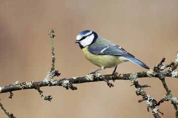Obraz premium Blue tit, Parus caeruleus