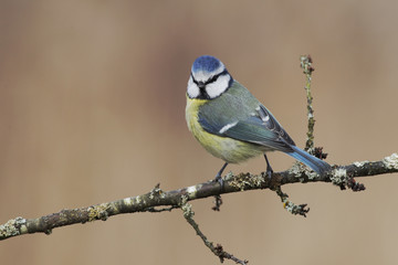 Blue tit, Parus caeruleus