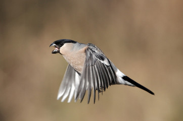 Bullfinch, Pyrrhula pyrrhula